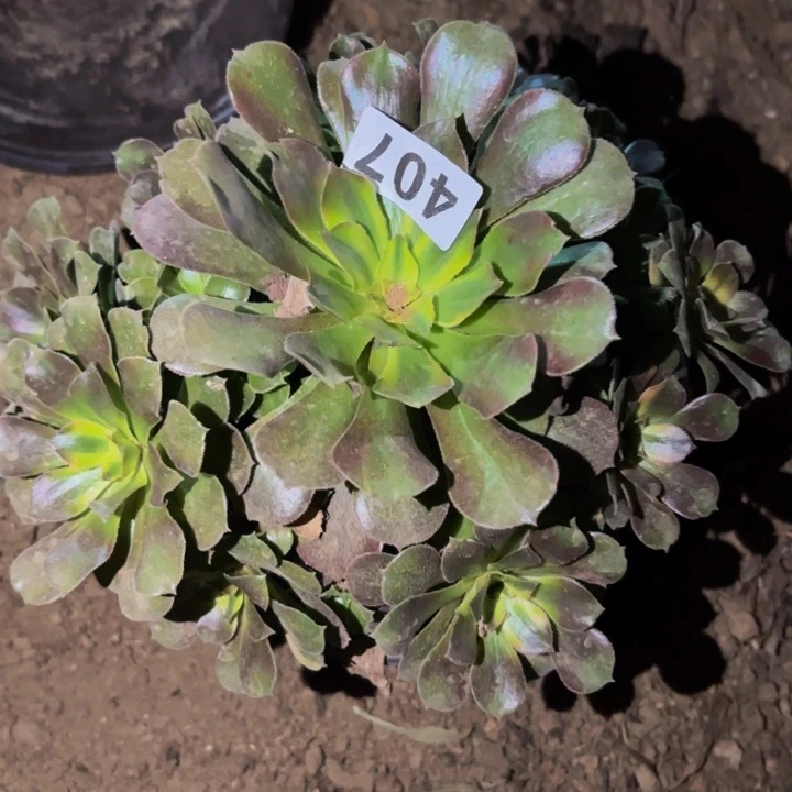 407香妃多肉植物不售后
