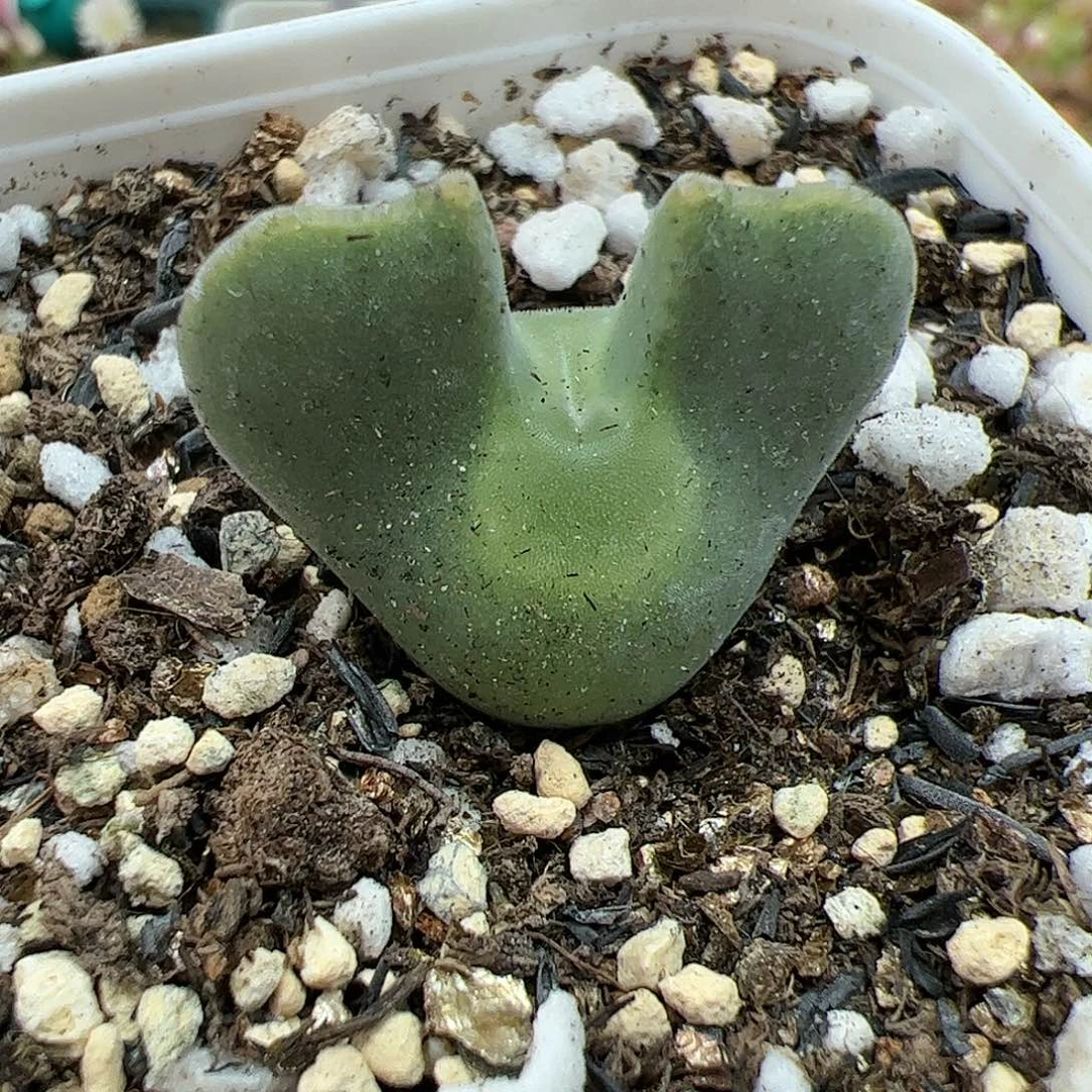 【闪购商品】55 双11返场 仅1个