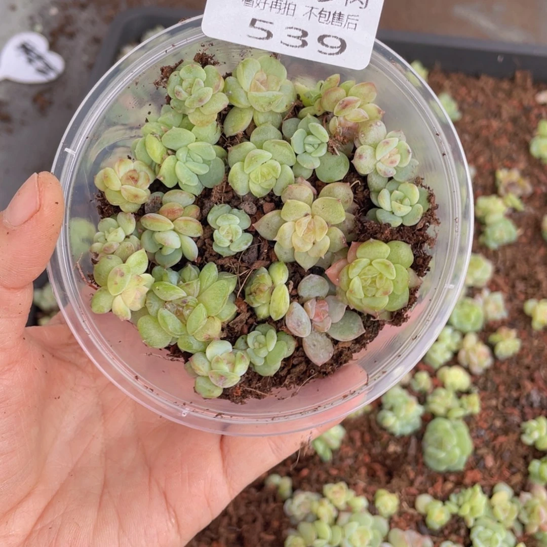 云糖心多肉植物539