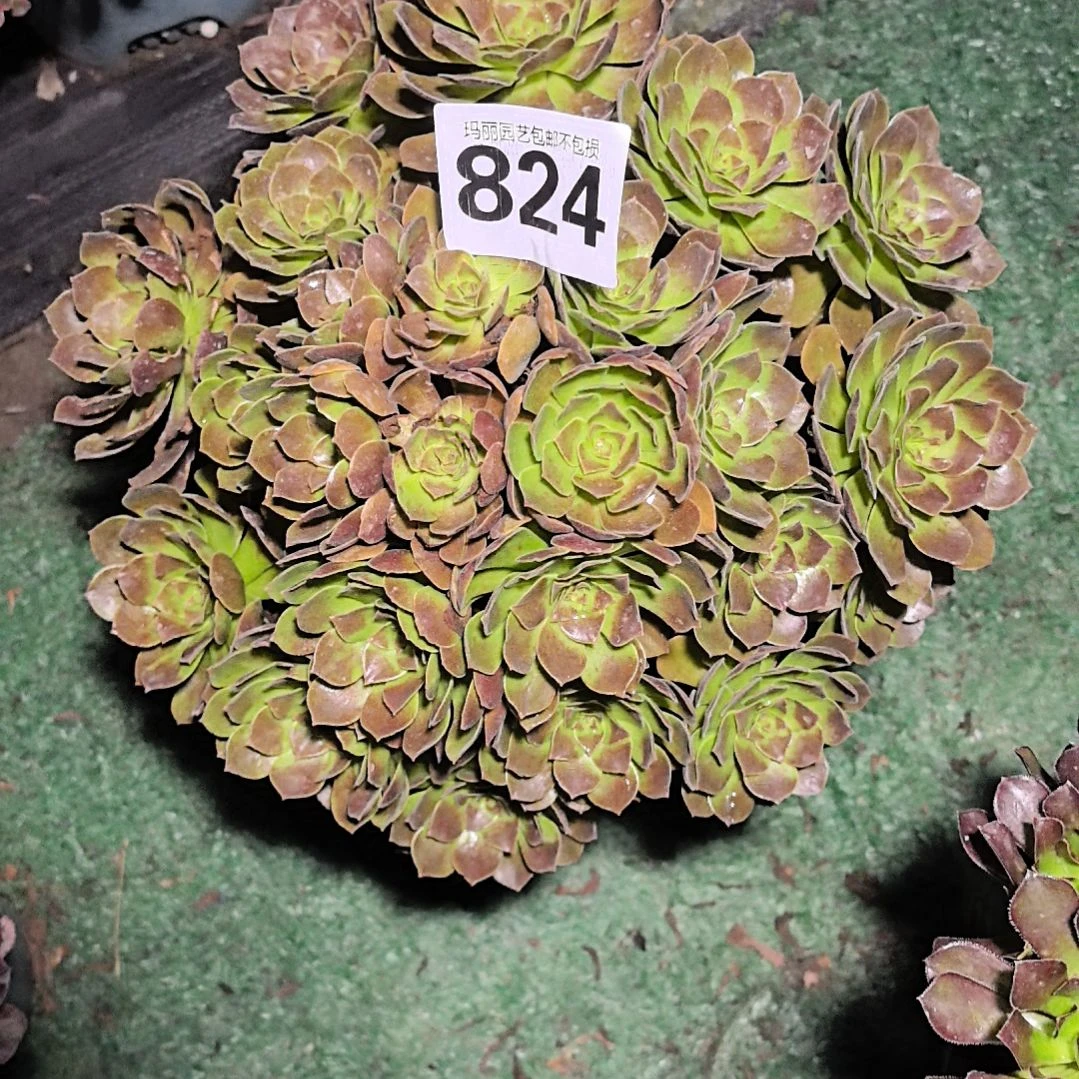 824黑魔花花花花2-9