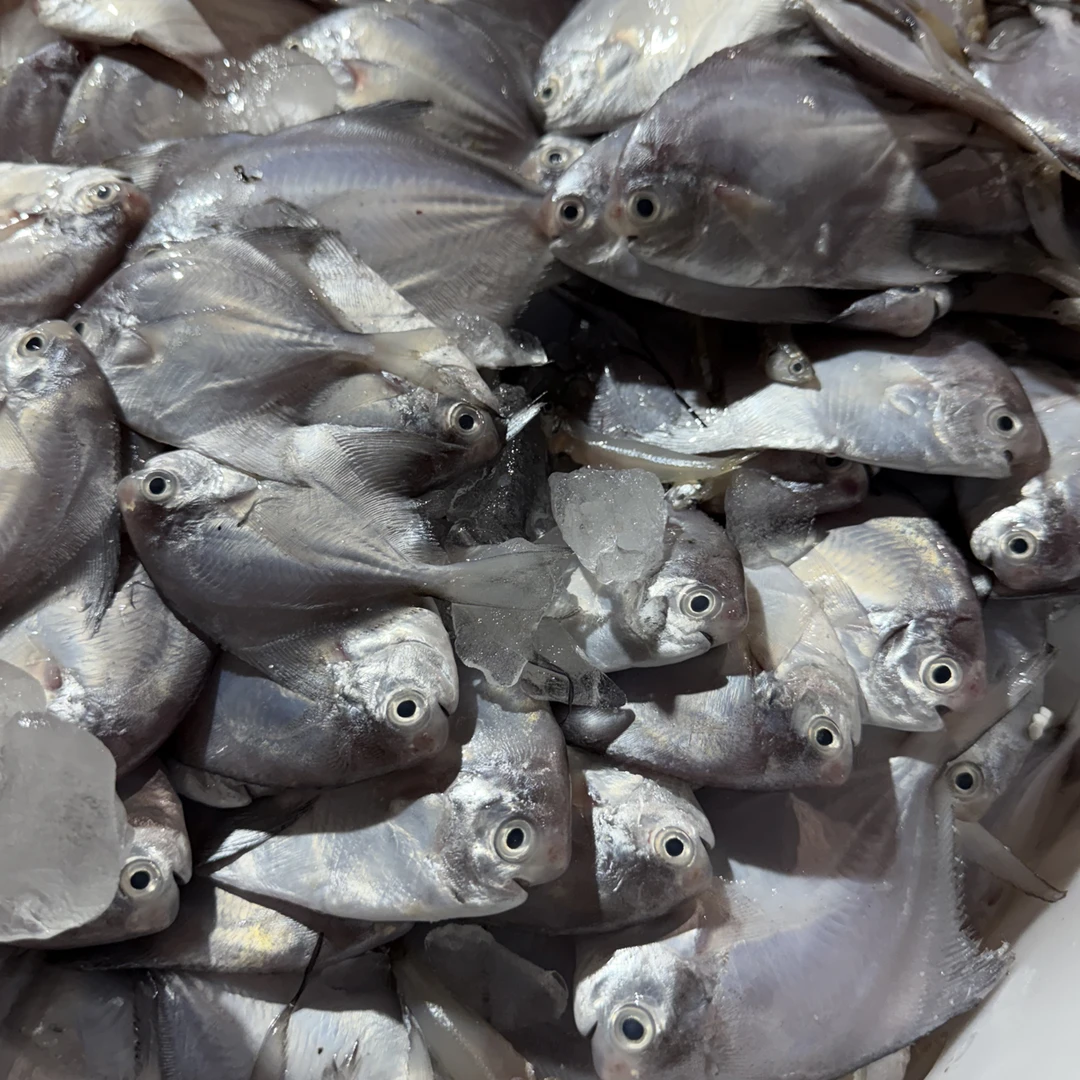 湛江新鲜本港野生白鲳仔小斗鲳肉质细嫩（嫌小勿拍）