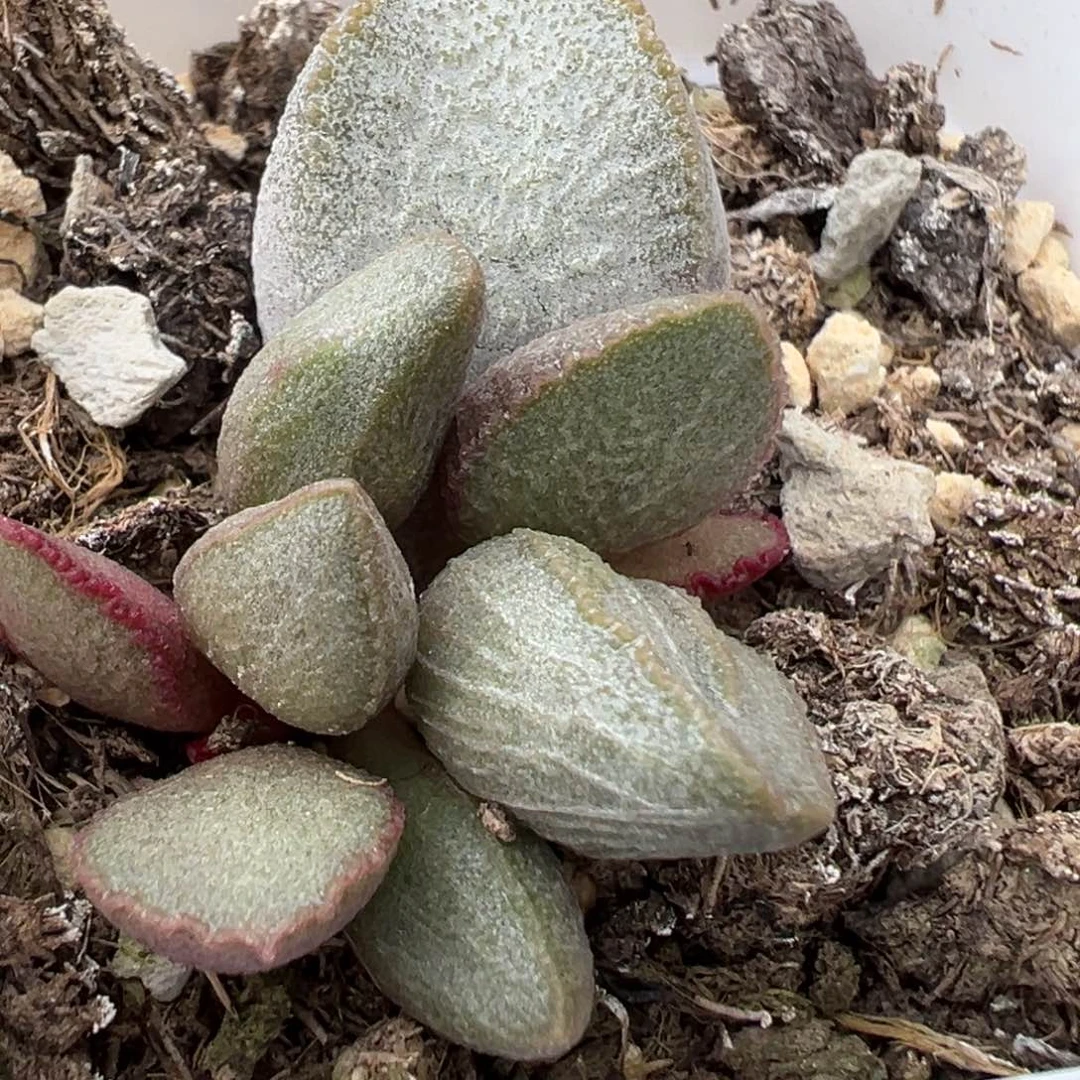 911圣姬磨砂蛋多肉植物水泡