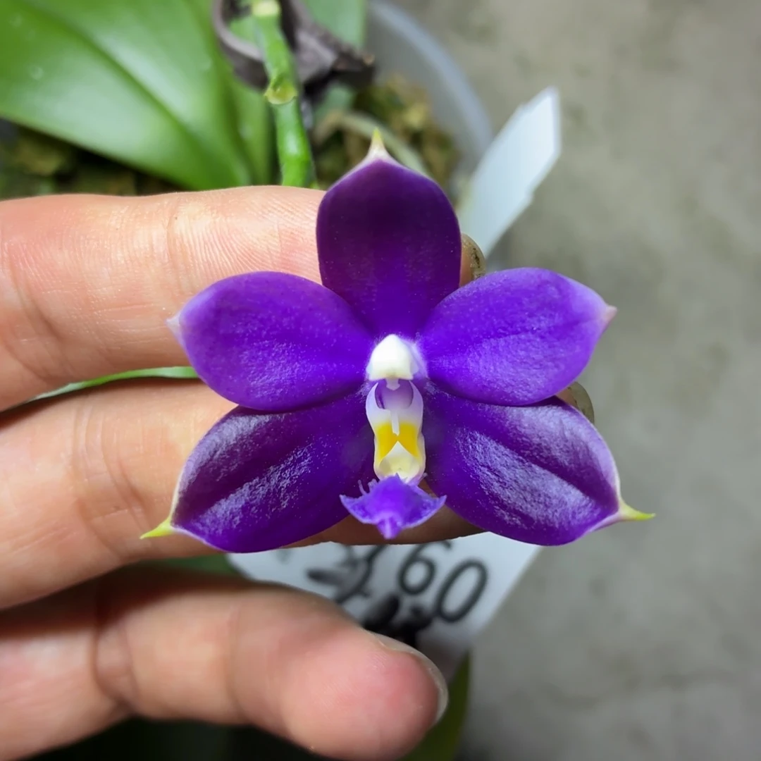 当前无花朵，栽培后可花朵A2760yss1180