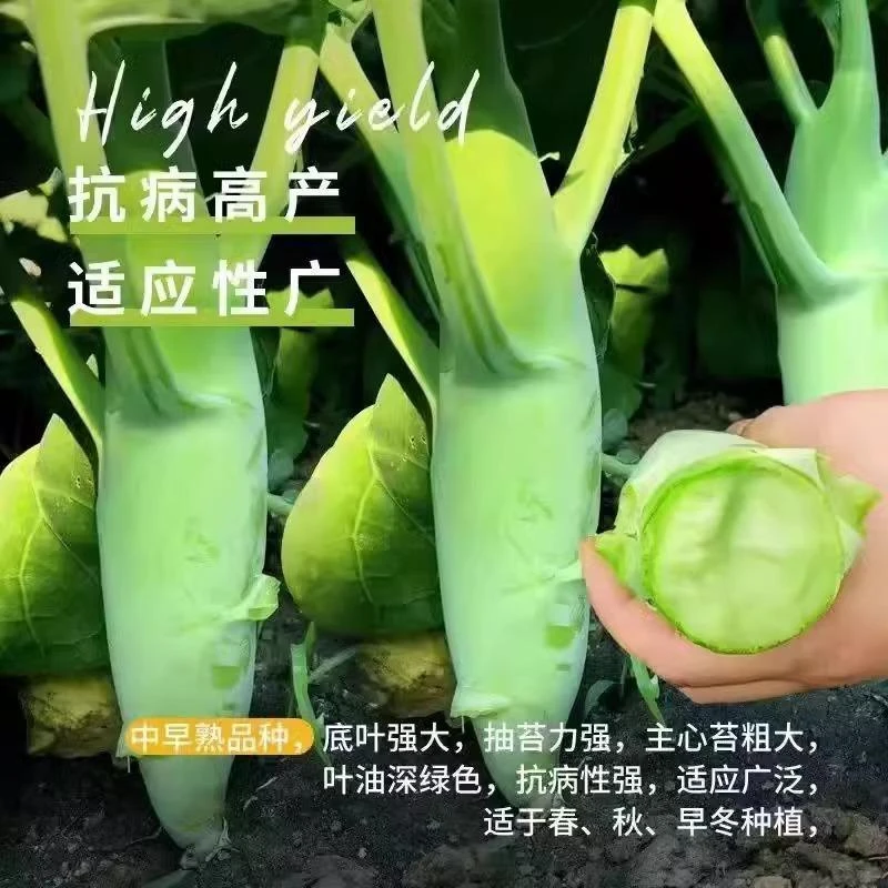 鸡腿芥兰菜苗秧苗四季大芥蓝广东芥兰苗西蓝苔菜心苗鸡头菜种种苗