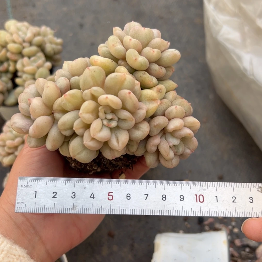 l****旬275 多肉植物组合盆栽