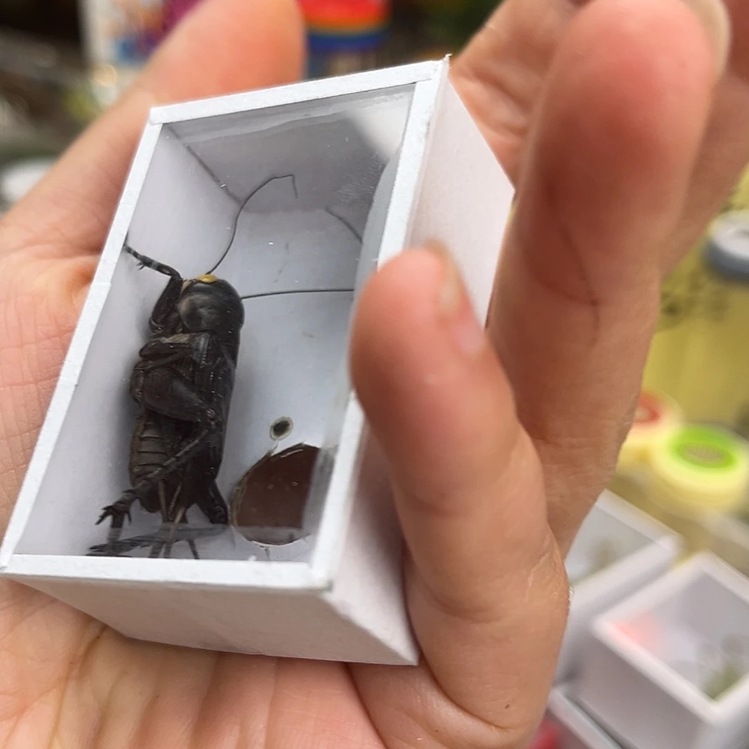 熙***亮黑虫哈哈哈哈哈哈哈