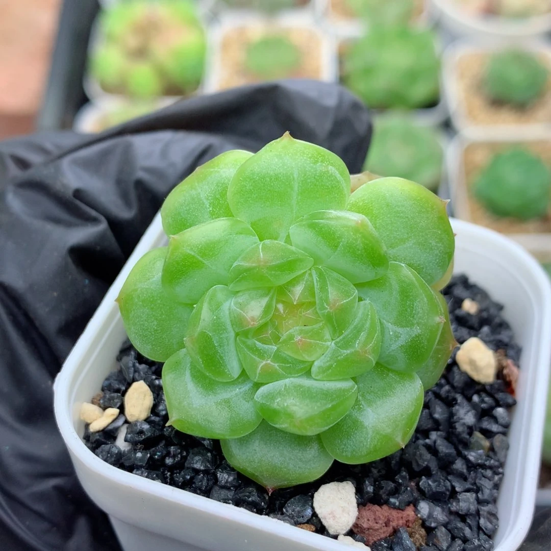 58包邮  群生不包整糖心37