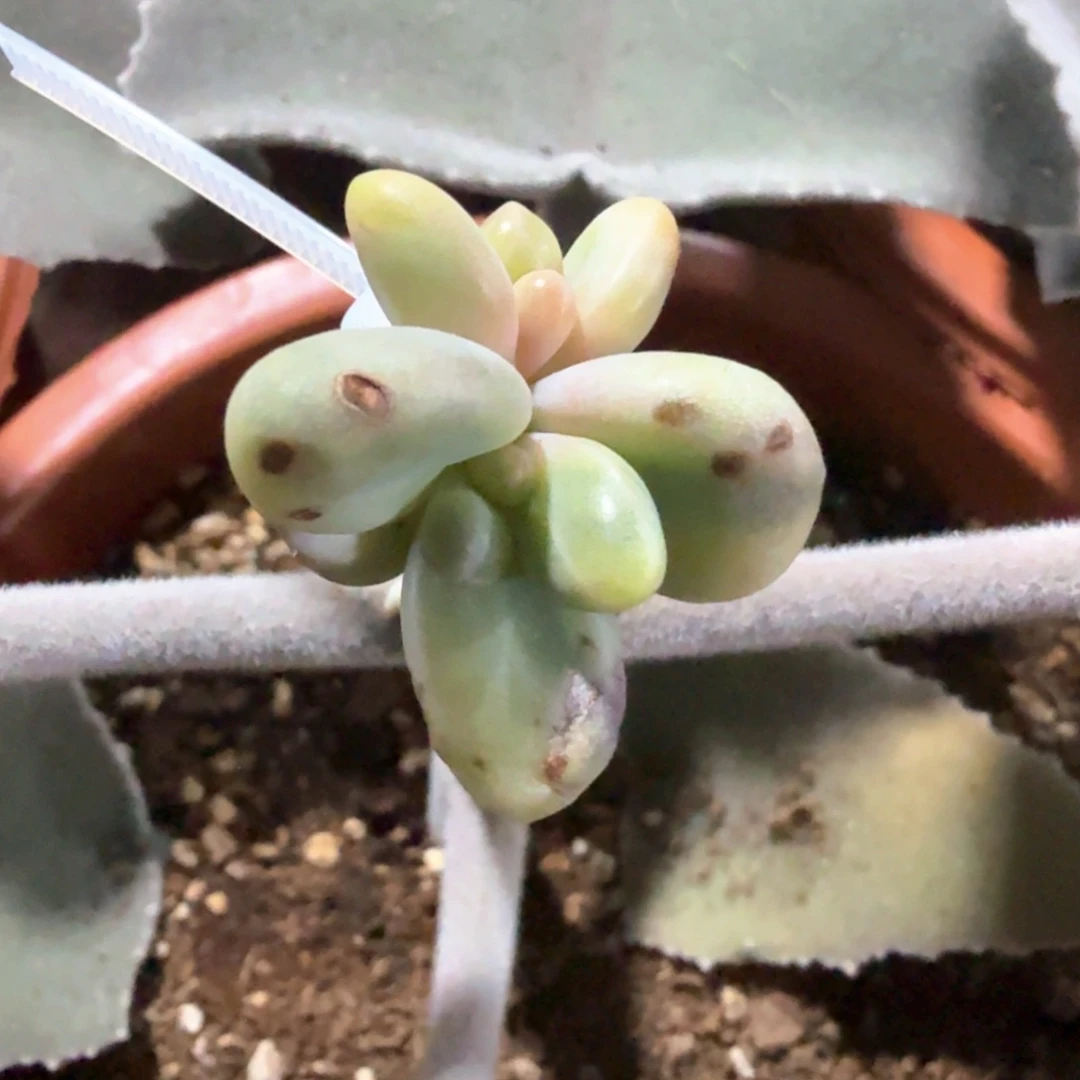 葱***顶葱花 多肉植物锦