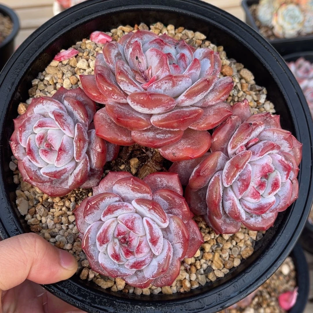 一物一拍不支持退换