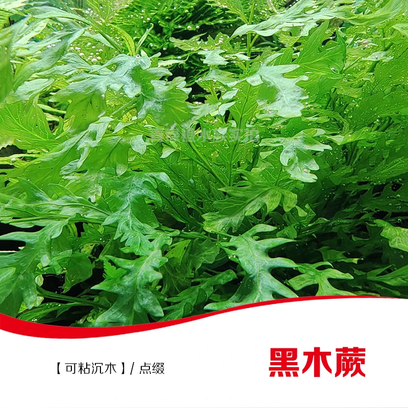 L鱼缸草缸造景真水草自养水下叶黑木蕨莫斯水草迷你