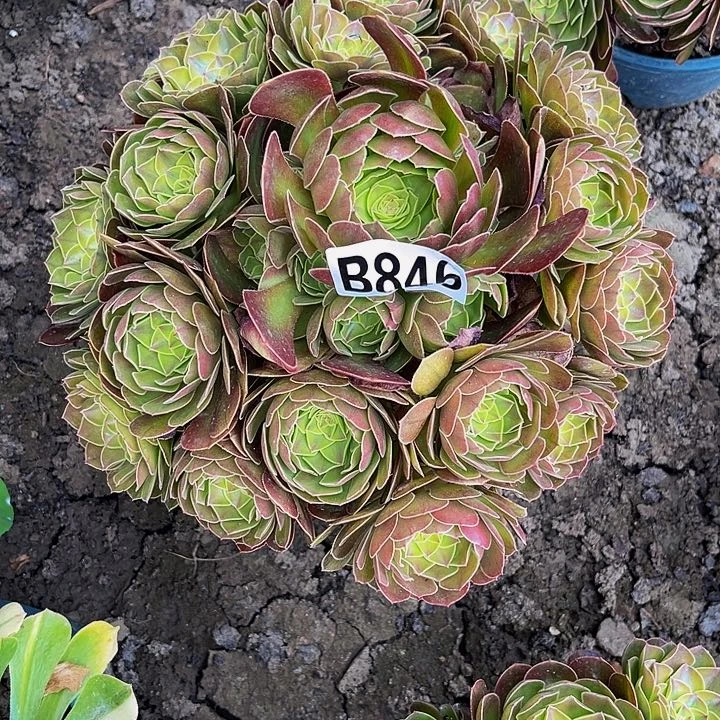 雨荷法师26///38包邮
