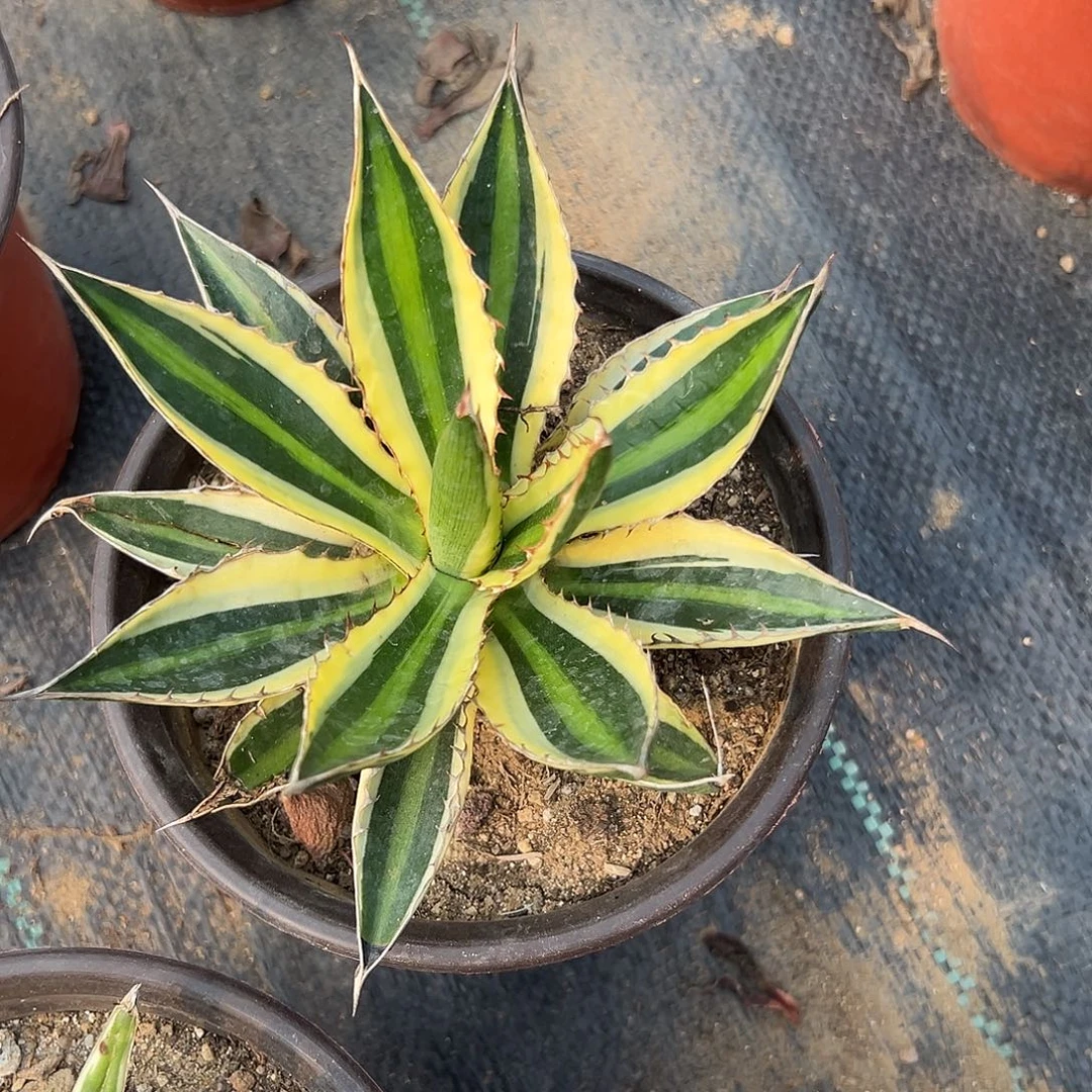 多肉植物五色万代