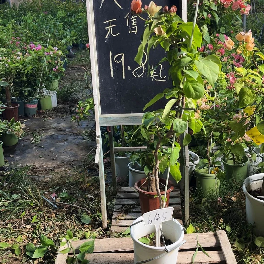 完全开放三角梅三角梅645