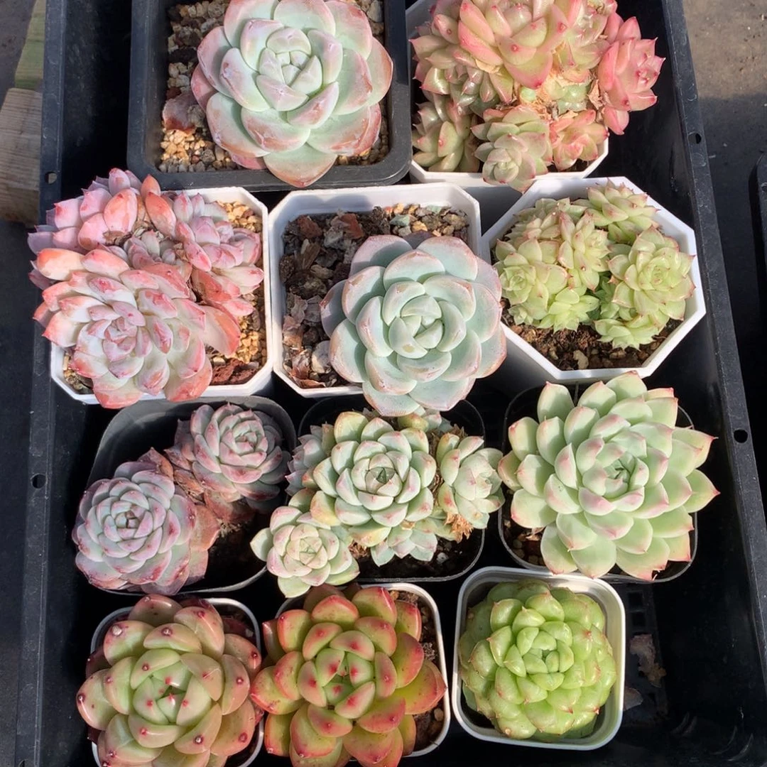 1207-33 套餐一组