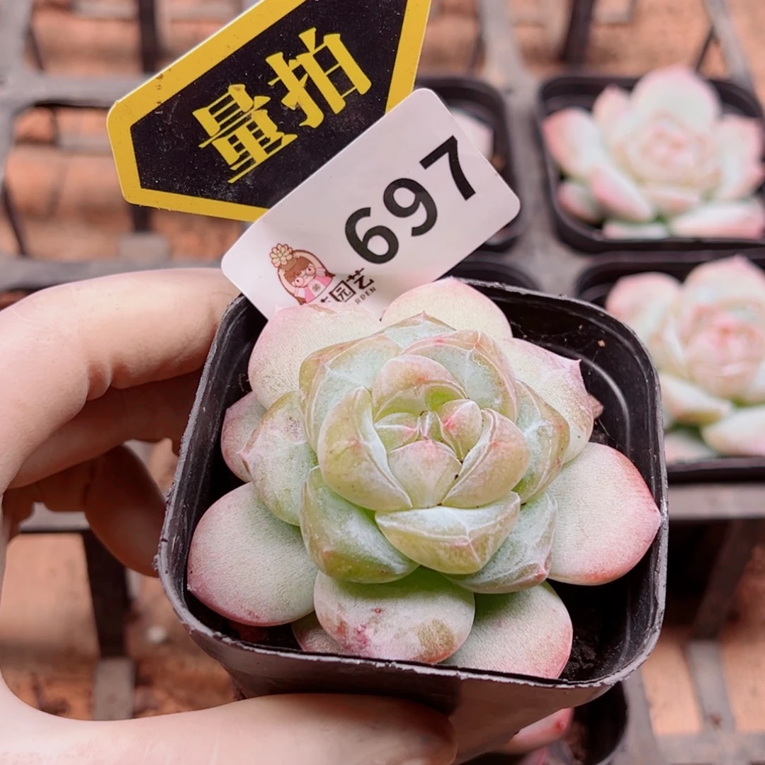 多肉植物多肉植物
