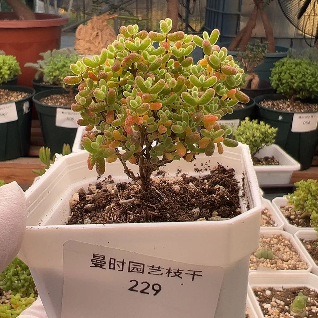 229号密橘糖球10.28多肉