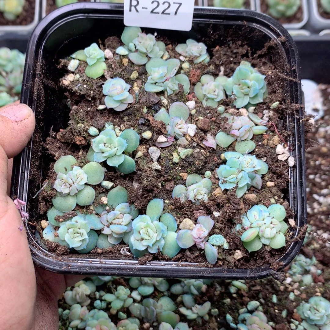 无花朵R227英语英语