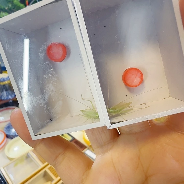 青竹2只啊啊啊啊啊啊