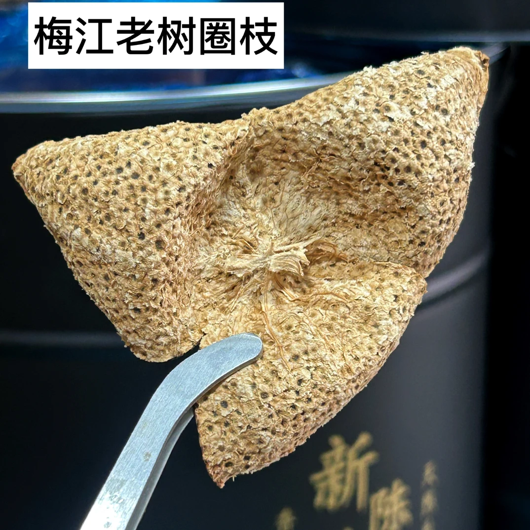 ( 梅江老树 ) 2017年新会梅江圈枝 大红