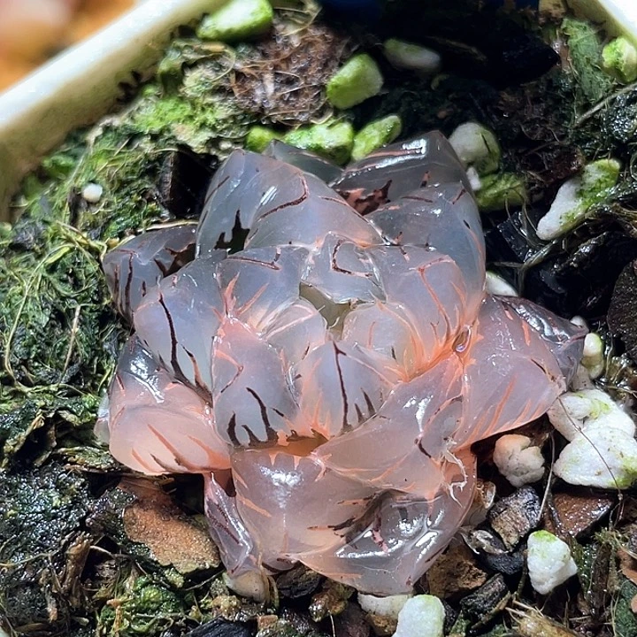 887水中虐里虐元福利
