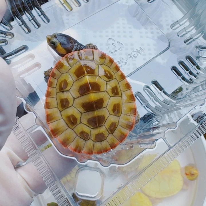 邋***王母宠物龟22222222222