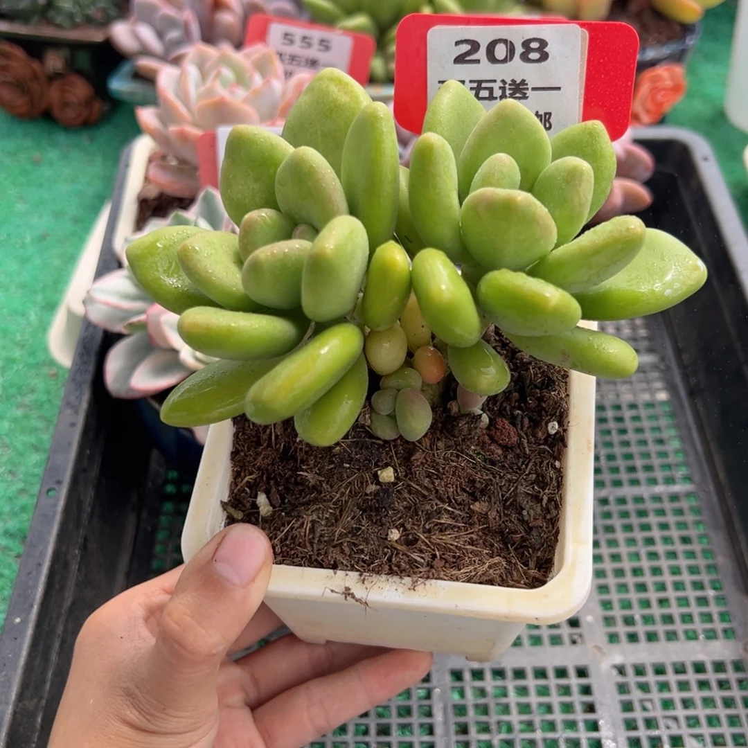 表妹精品多肉植物208.