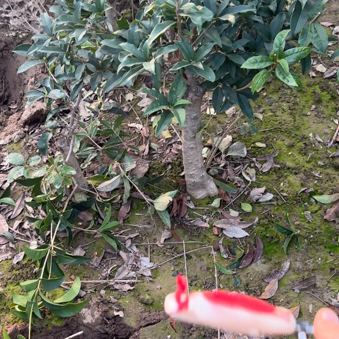 啥***住无花朵桂花。八月桂系列