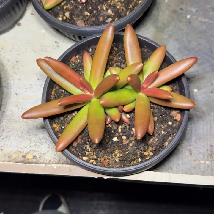 椰子树 双头  一物一拍