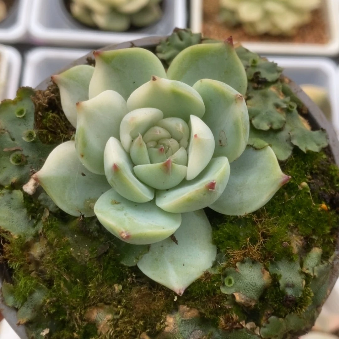 457锦锦锦锦锦锦锦锦锦