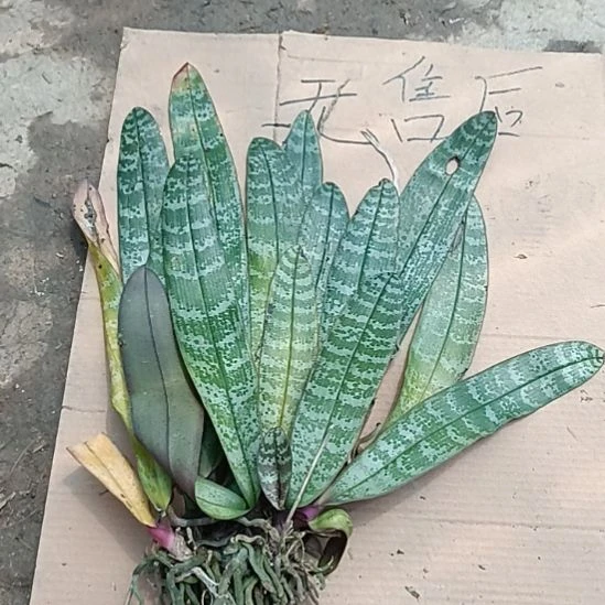 当前无花栽培后可以开花