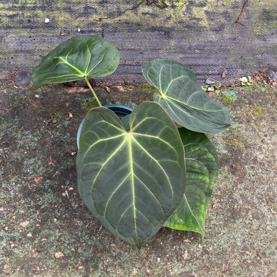 无花朵kos杂（福利无售后