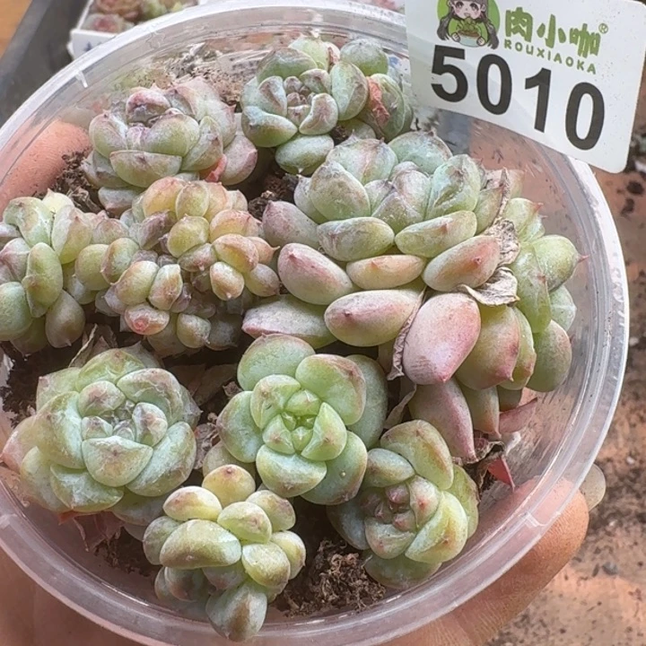 多肉植物多肉植物