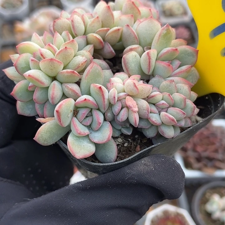 910荷花缀多肉植物保护