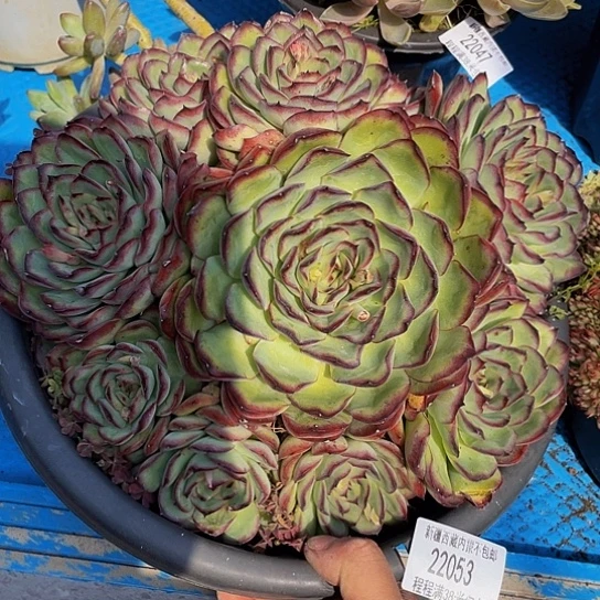 夏*肉酱22053多肉