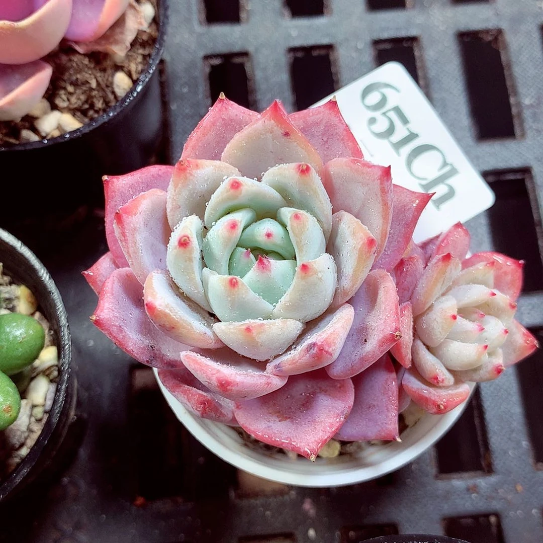 5厘米盆精控多肉651 