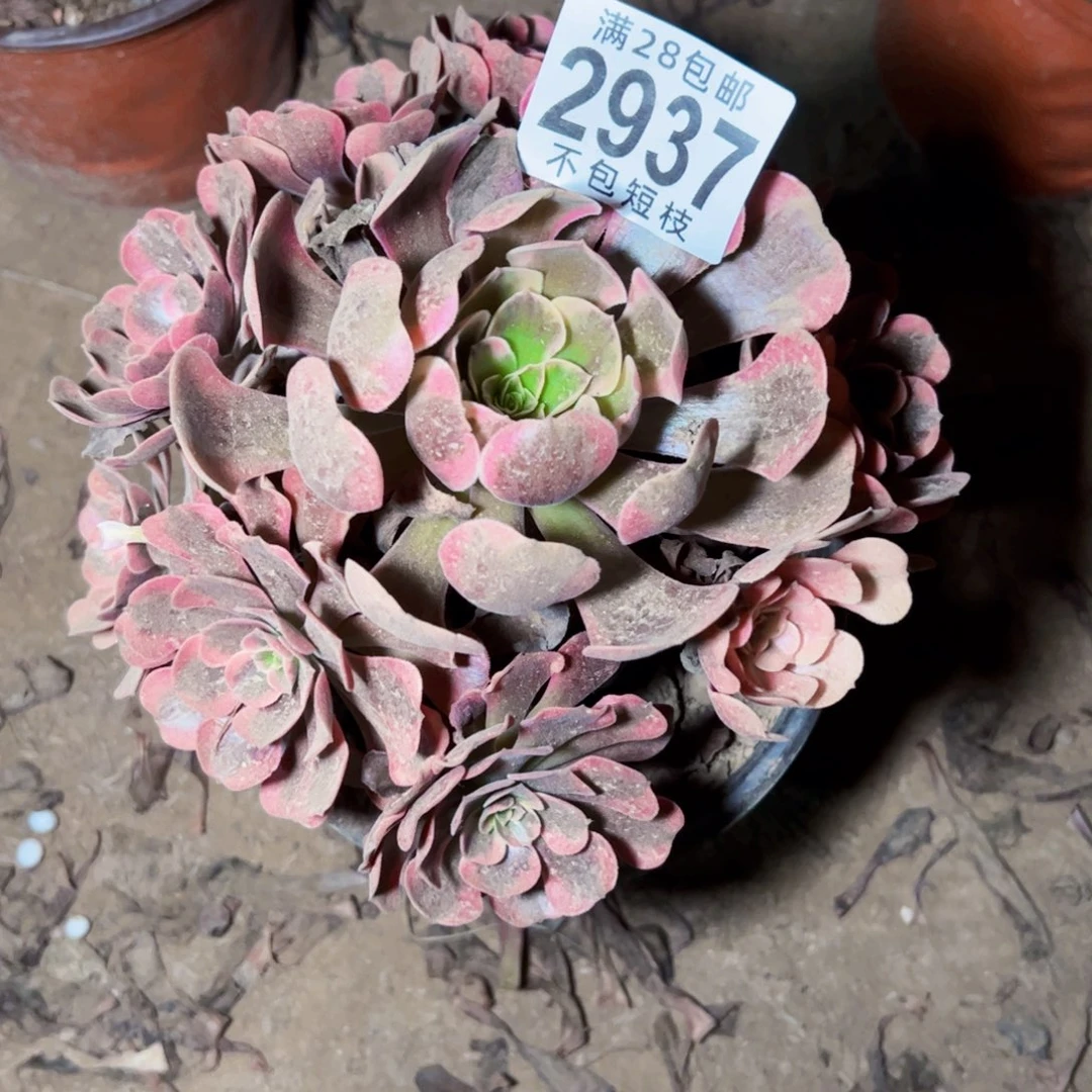 爱神多肉植物2937