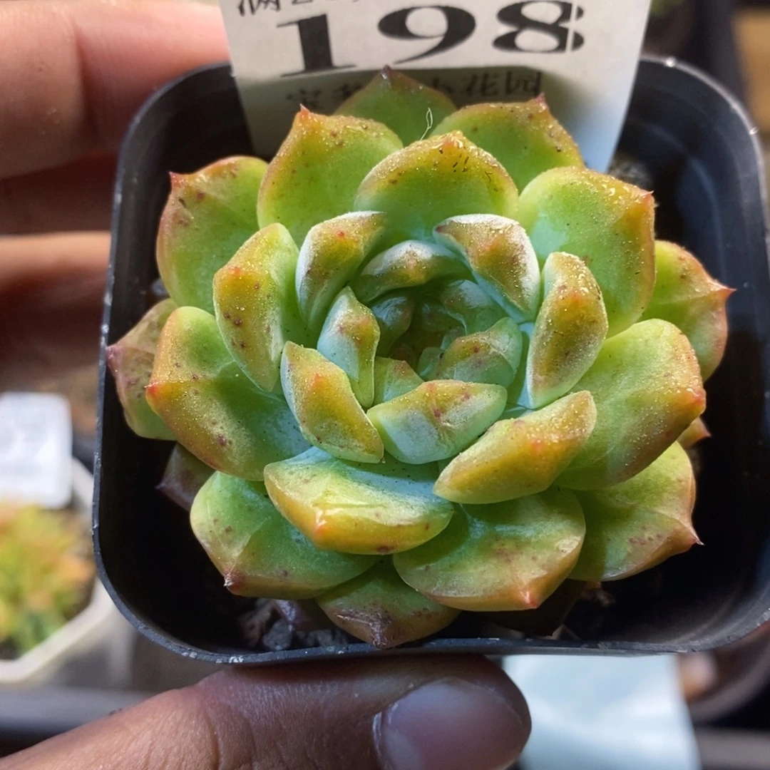 绿体葡萄珍妮一物一拍满20包邮满26送一颗多肉