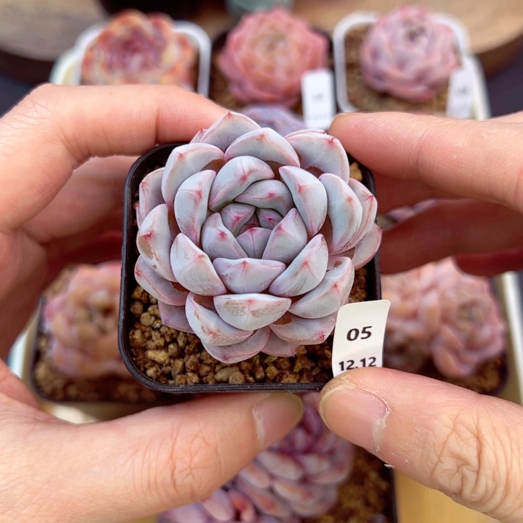 好好看05、哈哈哈哈