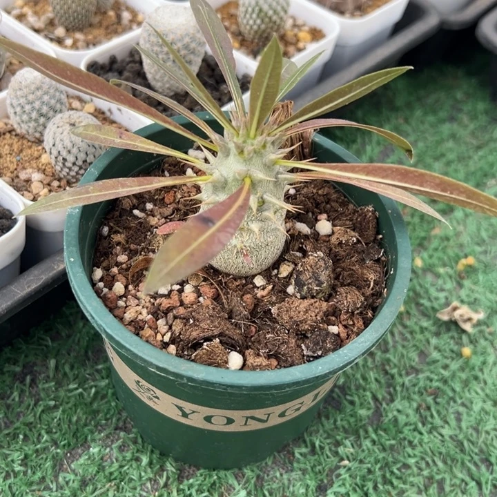 筒蝶春，一物一拍，带盆