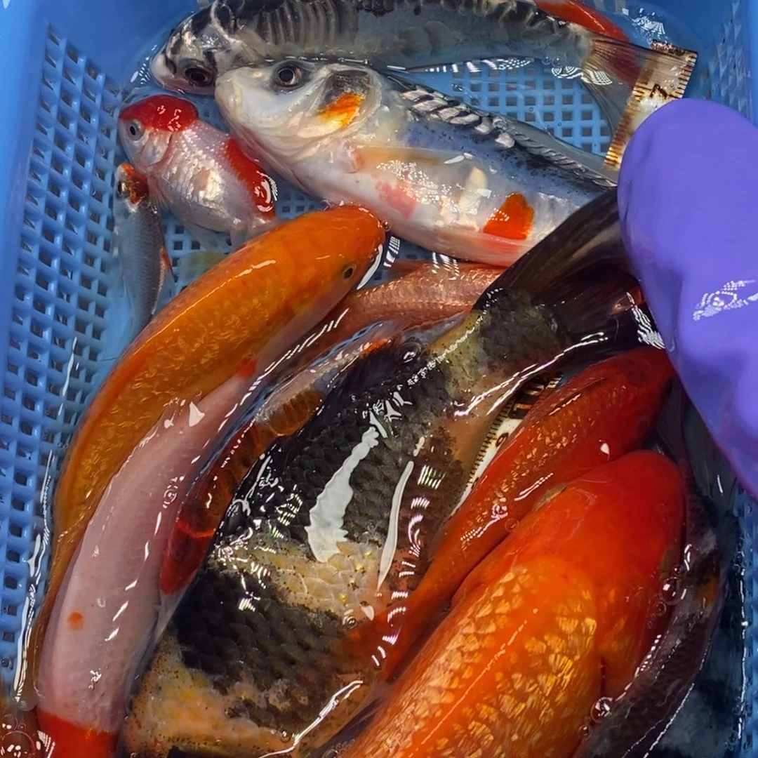 锦鲤冷水锦鲤包邮
