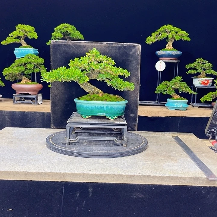 无花朵黄杨盆景四季常绿不落叶