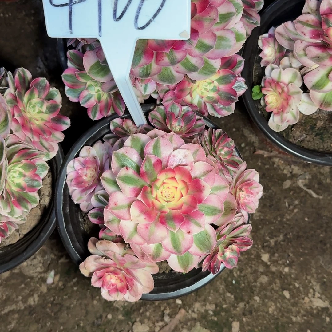 4106倾城多肉法师多肉