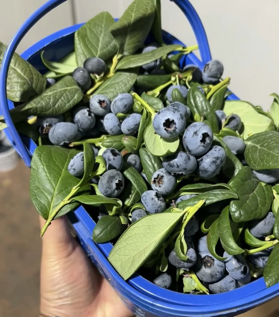 【云南L25花香蓝莓】头茬限量 脆甜爽口 果香四溢