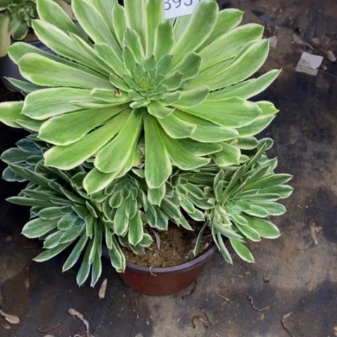 碧浪多肉植物3931
