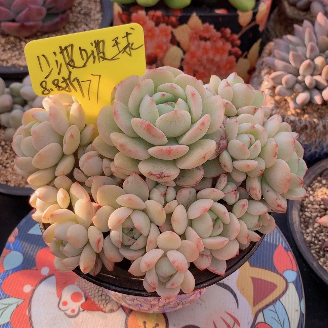 我家的小可爱们都好可爱啊哈