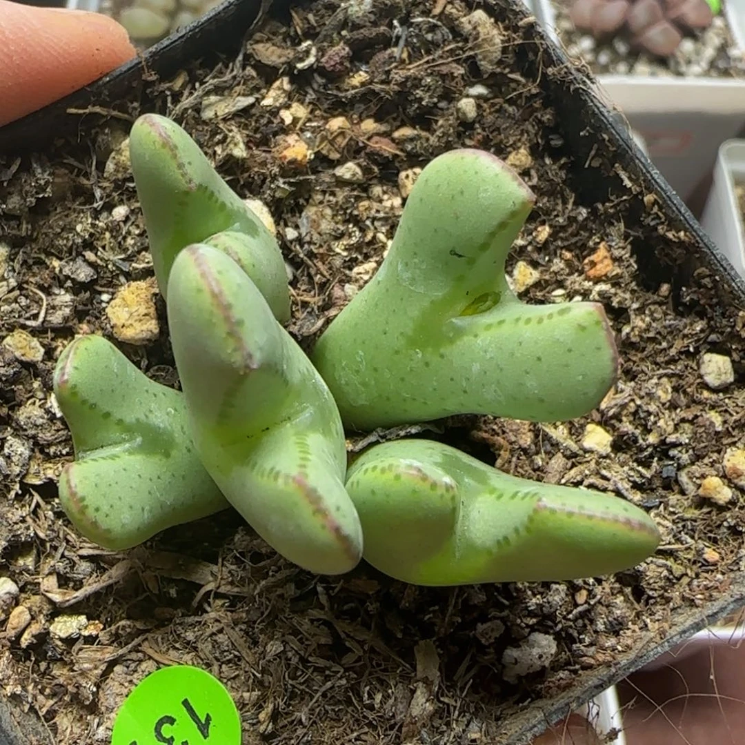 漂漂亮亮多肉植物131