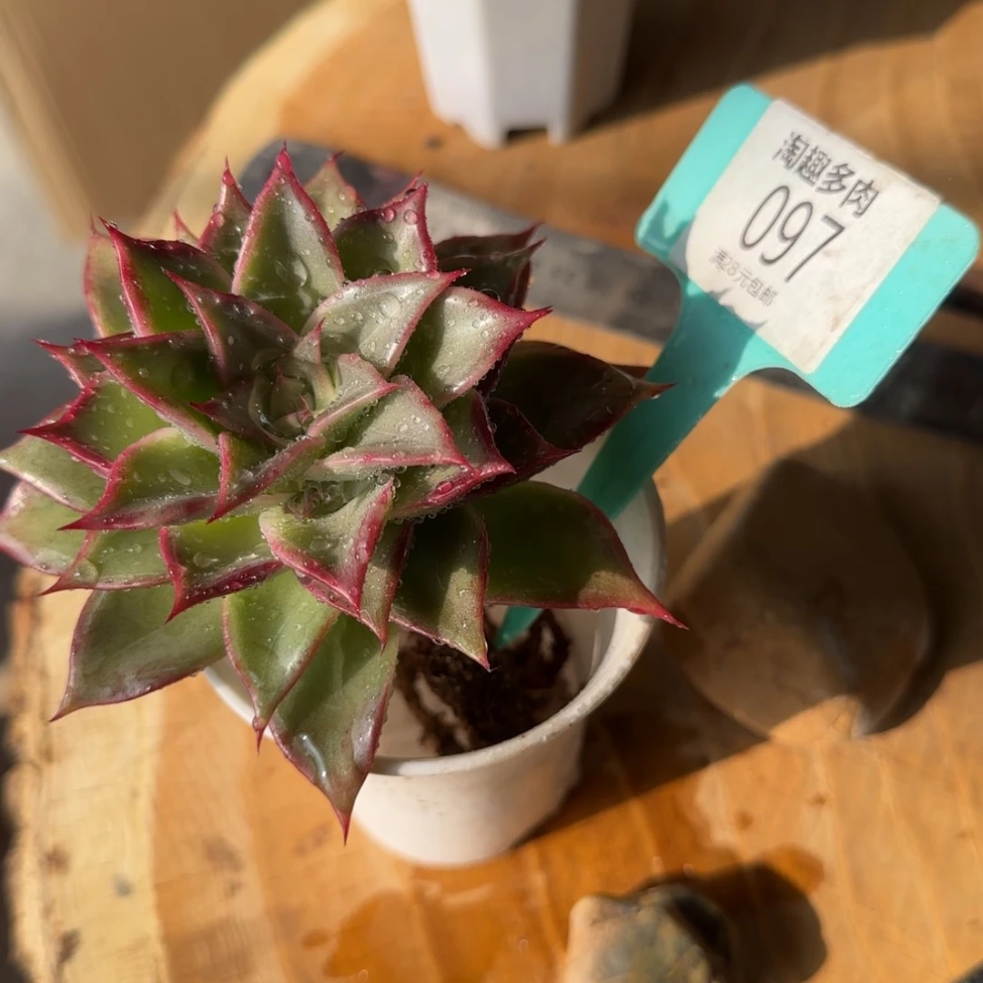 多肉植物海螺杂角的皮