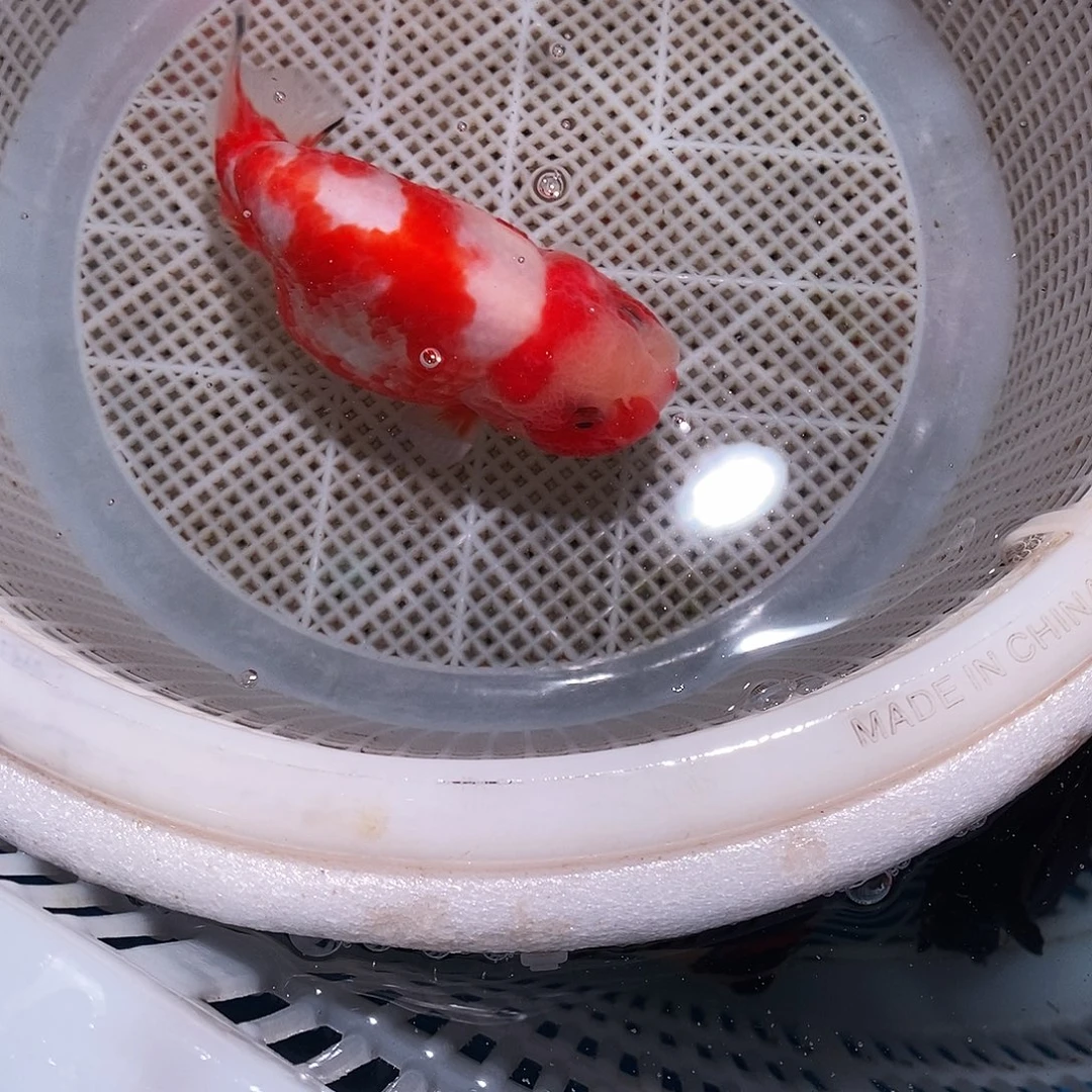 A***.海水鱼1条兰寿兰寿