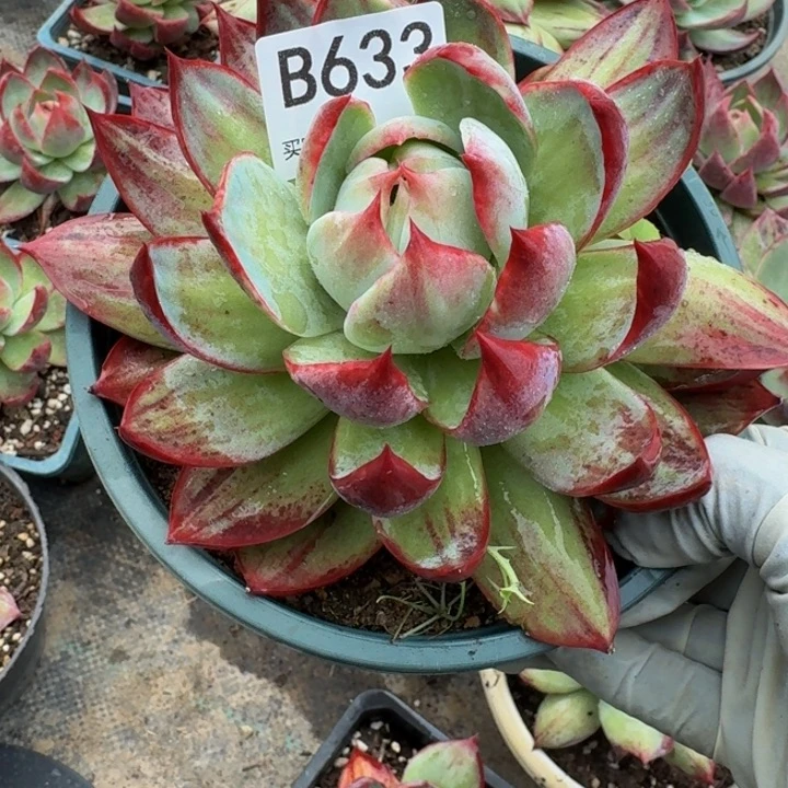 惊鸿仙子 633........