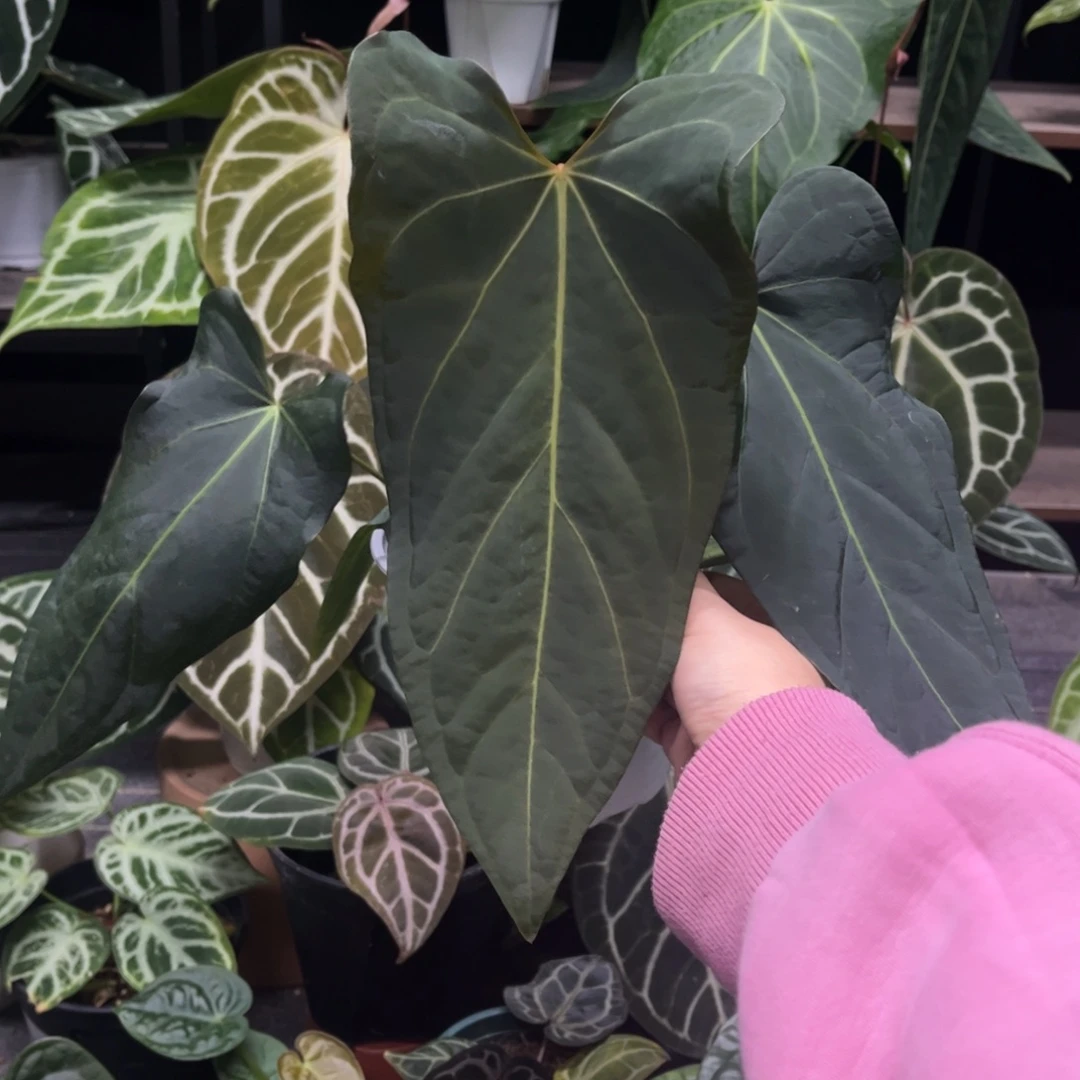 无花朵port花烛8538